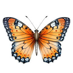 colourful butterfly isolated