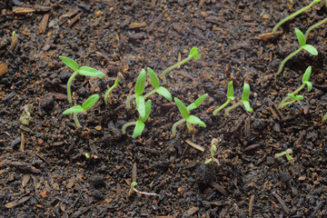 sprouts growing in fertile soil with white pot container