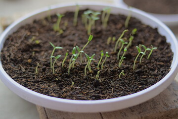sprouts growing in fertile soil with white pot container