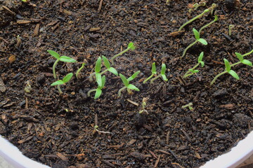 sprouts growing in fertile soil with white pot container
