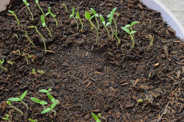 sprouts growing in fertile soil with white pot container
