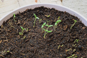 sprouts growing in fertile soil with white pot container
