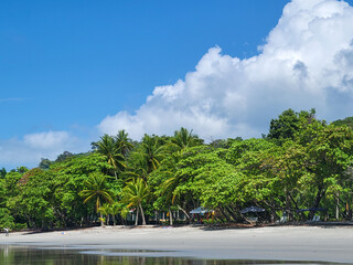 Sandy beach in front of a tropical rainforest