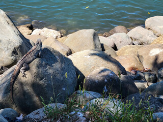 Iguana sunning on the rocks
