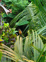 Spider monkey in a tropical forest