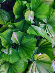 Green tropical foliage and leaves