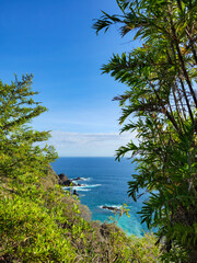 view of the ocean from the rainforest