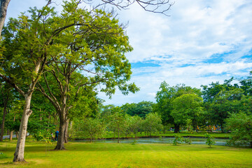 Green meadow grass with tree forest in city public park sunset sky with cloud