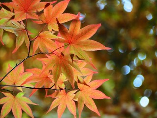 色づきはじめたモミジの葉