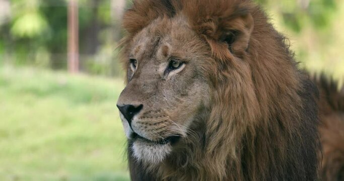 lion close shoot