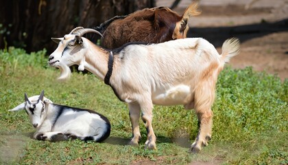 Obraz premium goat on pasture,goat animal,Al generated 