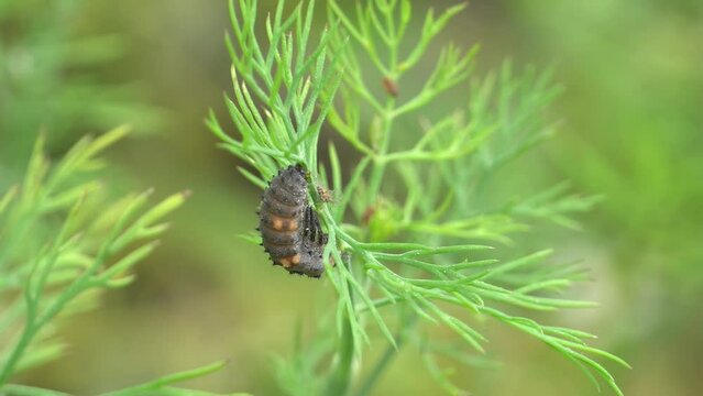 Ladybug beetle ready for pupating
