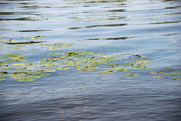 round lily leaves in the water