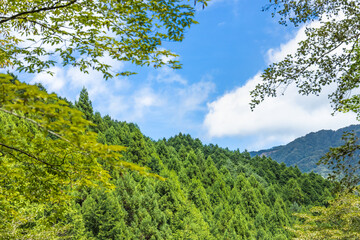 Fototapeta premium 色が綺麗な新緑の木