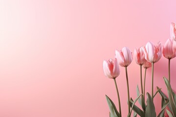 pink tulips tulips on pink background, copy space
