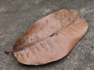 leaf on the ground
