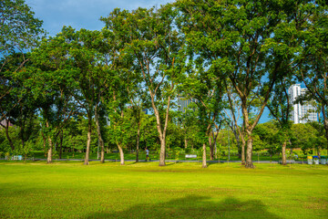 Green meadow grass with tree forest in city public park sunset sky with cloud