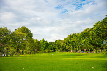 Green meadow grass with tree forest in city public park sunset sky with cloud