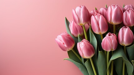 Fototapeta premium tulips on pink background, copy space