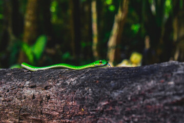 green tree python