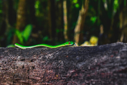 green tree python