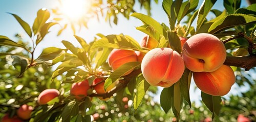 beautiful ripe big peach fruit with light flare glow , Generative Ai