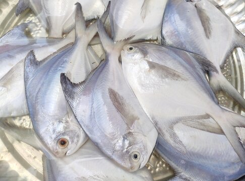 Silver pomfret or white pomfret (Pampus argenteus) is a species of butterfish that lives in coastal waters off the Middle East, South Asia, and Southeast Asia. It has high commercial value.