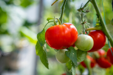 Red, ripe and green large tomatoes on a bush in a greenhouse. Tomatoes in a greenhouse. Plantation of tomatoes. Organic farming, growth of young tomato plants in a greenhouse.