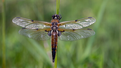 Vierfleck - Libellula quadrimaculata