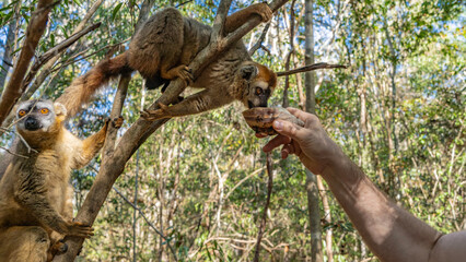 Common brown lemurs Eulemurs albifrons  are sitting on the branches of a tree. One animal drinks water from a shell held out by a human hand. Madagascar. Kirindy Forest.