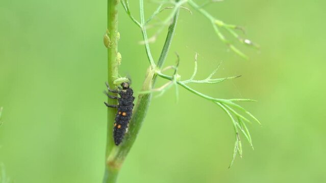 Ladybug beetle larvae eating aphid