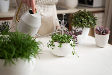 Woman watering Potted Senecio Rowley house plant in white ceramic pot on a table indoors