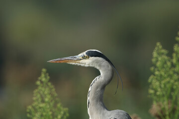 Fototapeta premium A head shot of a Grey Heron, Ardea cinerea, hunting for food in the reeds growing at the edge of a lake. 