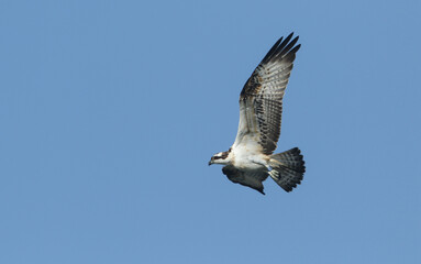 A rare migrating Osprey, Pandion haliaetus, flying in the blue sky.