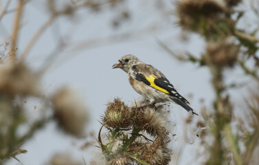 A juvenile Goldfinch, Carduelis carduelis, feeding on the seeds of a wild thistle plant.
