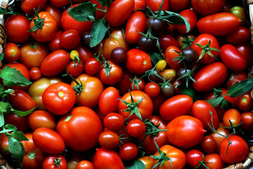 red tomatoes of different varieties as a background, top view.