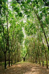 big tree in the middle of the forest