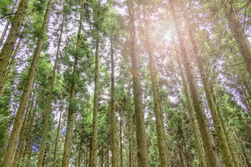 Obraz premium 色が綺麗な新緑の木