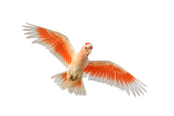 Beautiful of Major Mitchell's Cockatoo flying isolated on transparent background png file