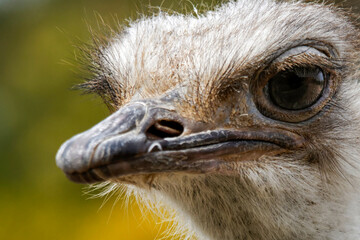 Portrait serr&eacute; d'une autruche