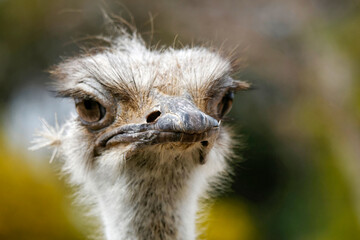 Portrait serr&eacute; d'une autruche