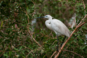 Aigrette garzette
