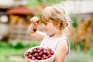 Little preschool girl picking and eating ripe cherries from tree in garden. Happy toddler child...