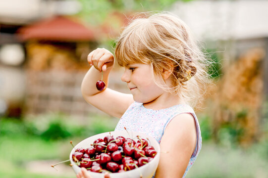 Little preschool girl picking and eating ripe cherries from tree in garden. Happy toddler child holding fresh fruits. Healthy organic berry cherry fruit, summer harvest season.