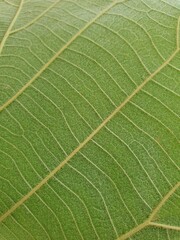 Green leave close up texture. 