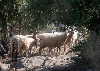Obraz na płótnie Canvas sheep hide under a tree from the summer heat