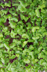 Healthy food concept, boxes with cilantro microgreens, super food.