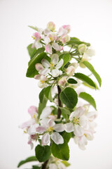 Beautiful spring apple tree flowers bloom, close-up. Spring apple tree blossom isolated on white background