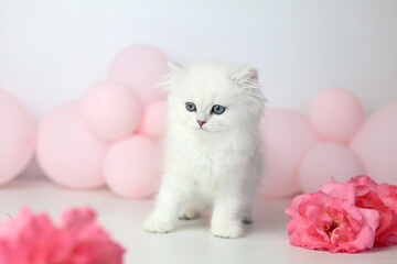 Cute kitten plaing with flowers bloom. British shorthair cat on a white background. Longhair highland silver chinchilla. Pink roses and balloon