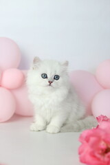 Cute kitten plaing with flowers bloom. British shorthair cat on a white background. Longhair highland silver chinchilla. Pink roses and balloon - obrazy, fototapety, plakaty